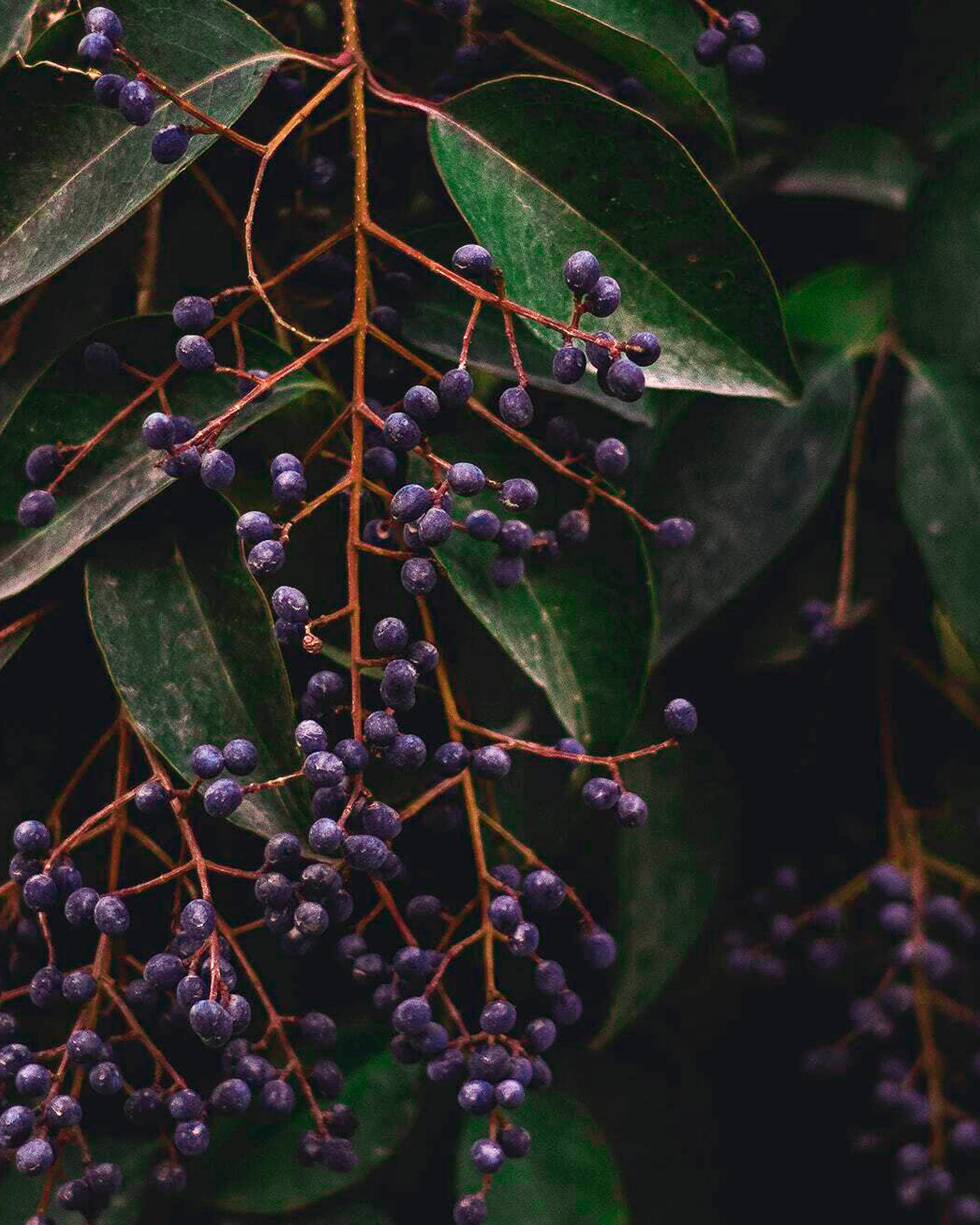 Maqui fruit: the antioxidant berry revered by warriors