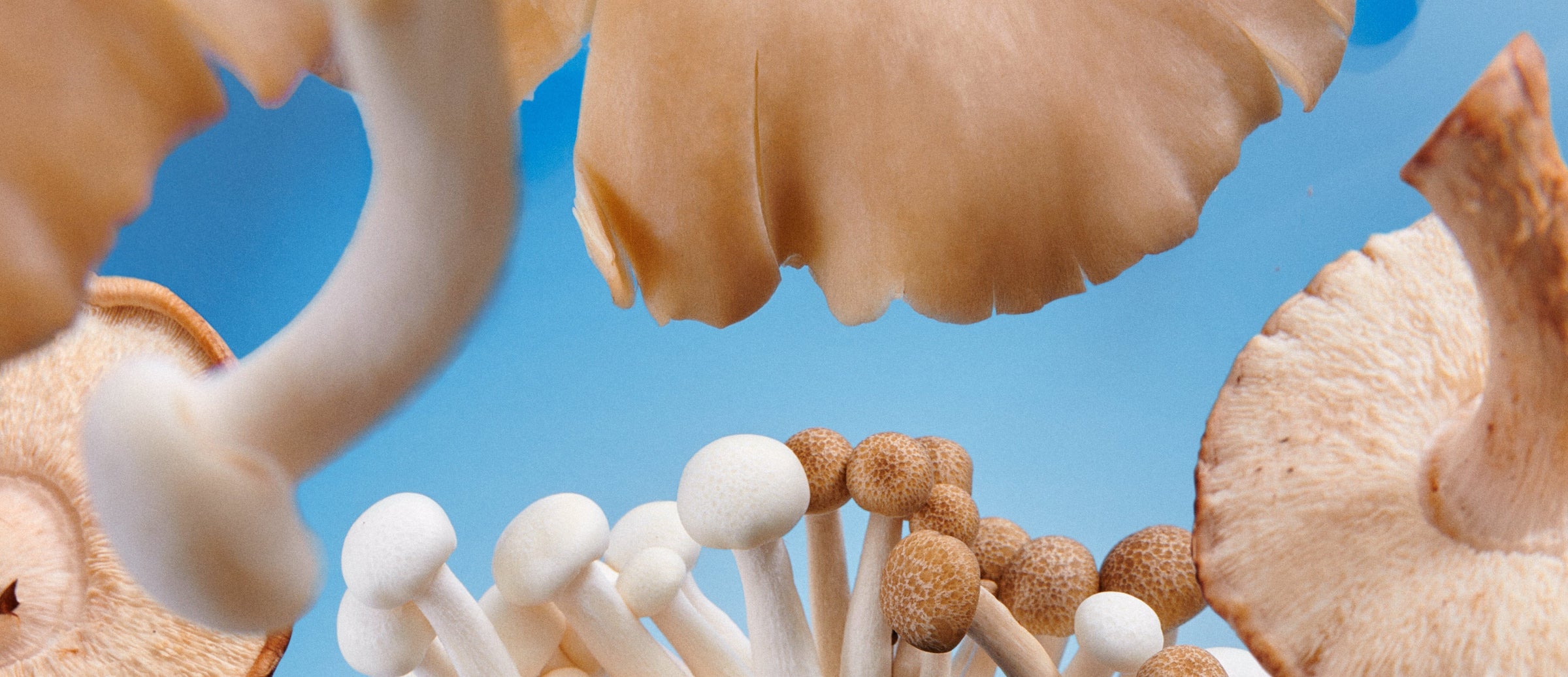 We Wouldn't Be Alive Without Mushrooms