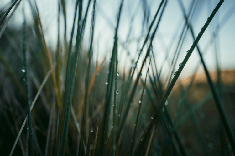 Tiger Grass: From east to west