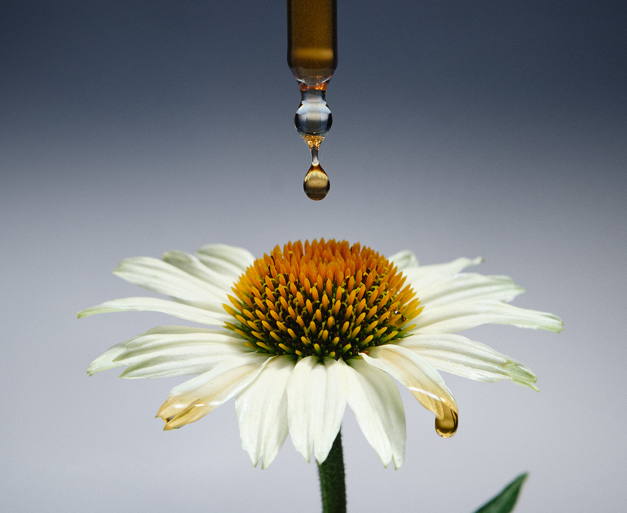 Immunity support to help fight illness with 100% natural plant extracts