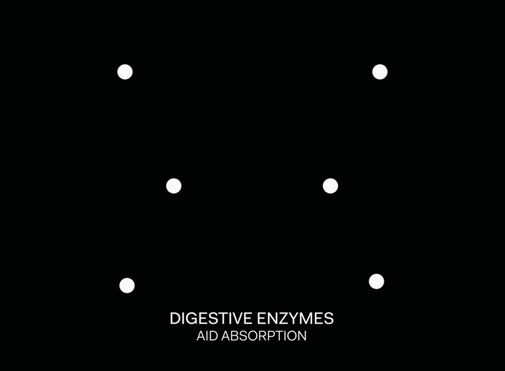 What are digestive enzymes?
