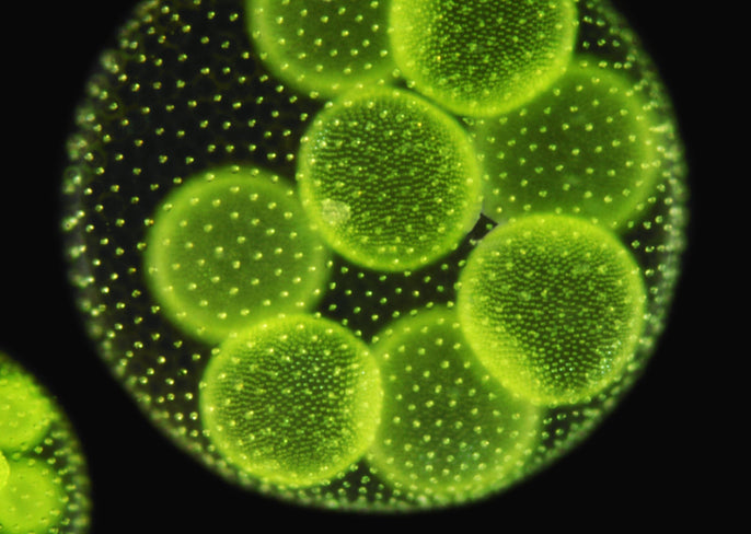 Is Bacteria the Secret to Finding True Love?