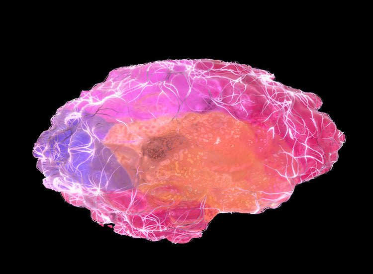 The Science of Scent