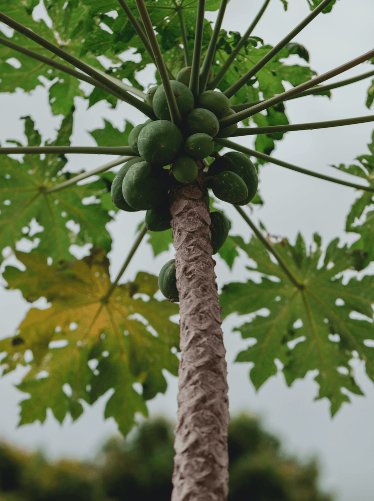 Papaya: nature’s own digestive hero