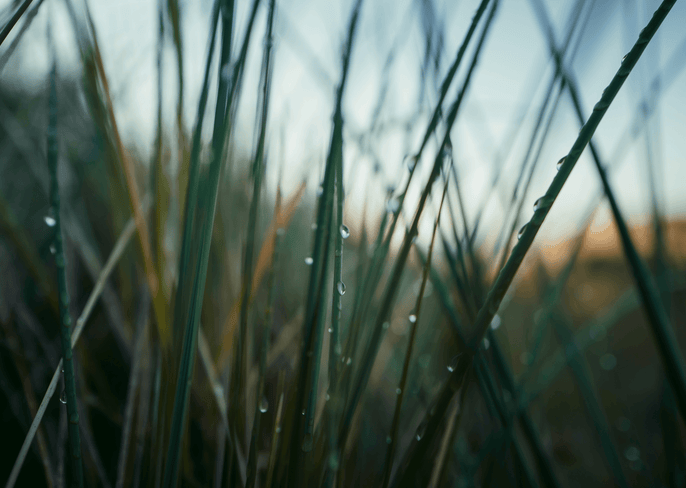 Tiger Grass: From east to west