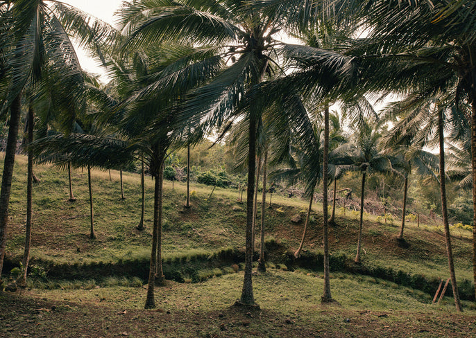 The cost-free medicine the world is waking up to: nature