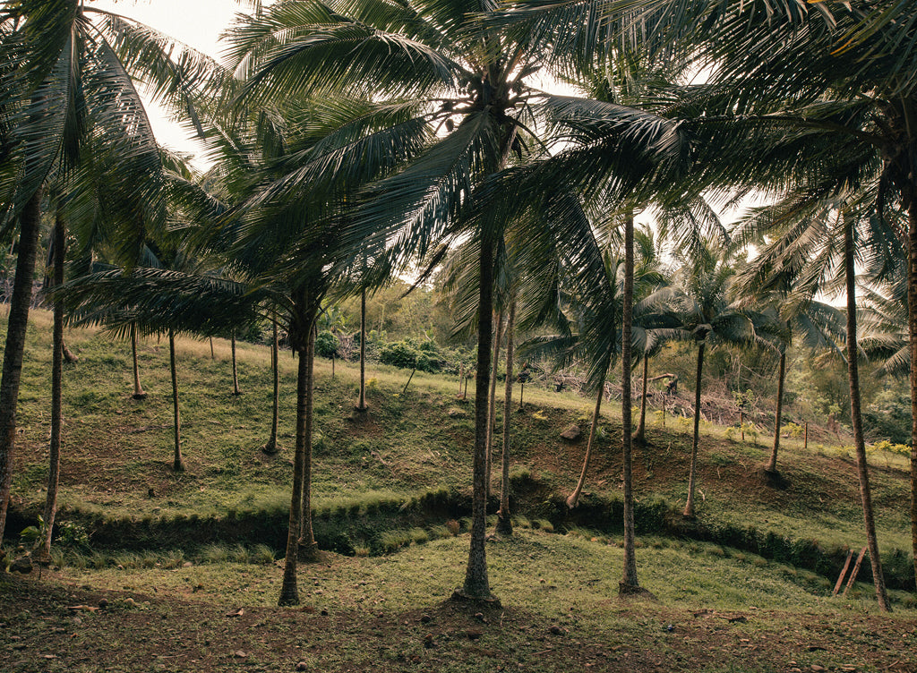 The cost-free medicine the world is waking up to: nature