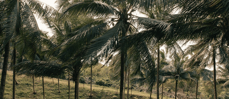 The cost-free medicine the world is waking up to: nature