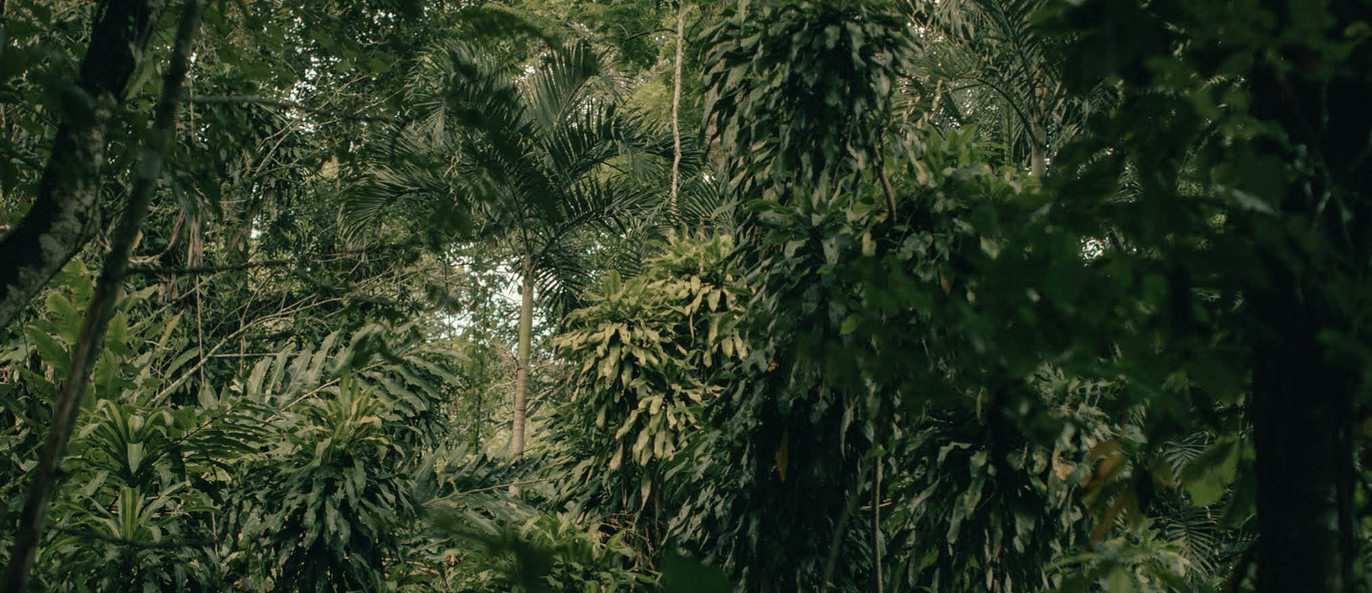 Turning sawdust into scent