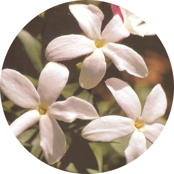 Jasmine