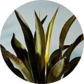 Smoky Mezcal