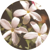 Jasmine