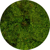 Moss